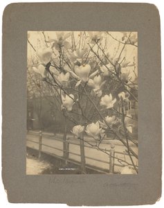 Tiffany Studios, c.1898-1920 - Louis Comfort Tiffany