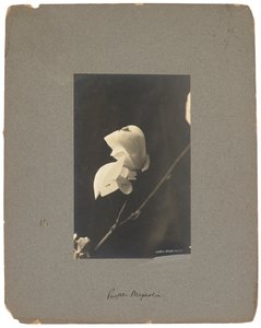 Tiffany Studios, c.1898-1920 - Louis Comfort Tiffany