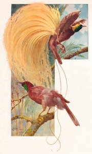 Grands oiseaux de paradis, 1910, 1911