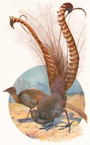 Oiseaux-lyres - Louis Fairfax Muckley