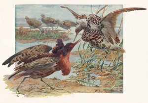 Ruffs et Reeves, vers 1910, 1911 - Louis Fairfax Muckley