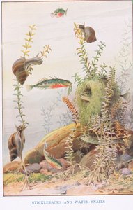 Épinoches et escargots d