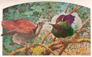 Oiseaux de paradis à douze fils, c. 1910, 1911 - Louis Fairfax Muckley