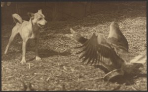 [Angry Bird et Dog] - Louis Fleckenstein