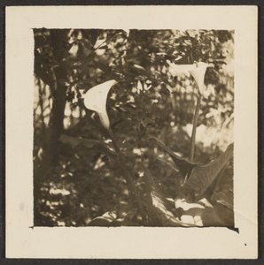 [Lys de Calla] - Louis Fleckenstein