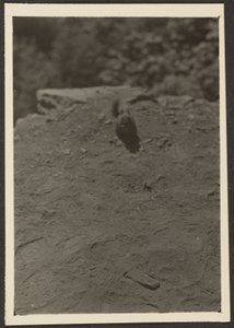 [Chipmonk sur le sentier] - Louis Fleckenstein