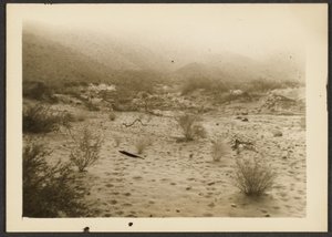 [Coyote Canyon] - Louis Fleckenstein