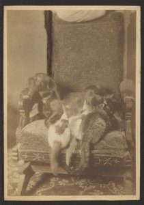 [Câlins Chats et Chiens] - Louis Fleckenstein