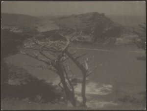 [Cyprès sur la côte]