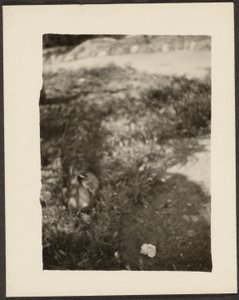 [Canard dans le paysage] - Louis Fleckenstein