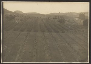[Paysage agricole] - Louis Fleckenstein