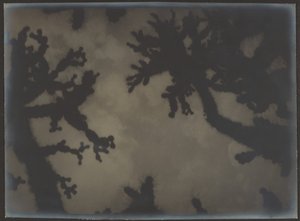 [Les arbres de Josué] - Louis Fleckenstein