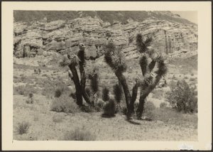 [Paysage avec arbres de Josué] - Louis Fleckenstein