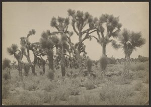 [Paysage avec arbres de Josué] - Louis Fleckenstein