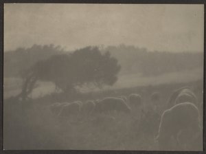 [Paysage avec moutons] - Louis Fleckenstein