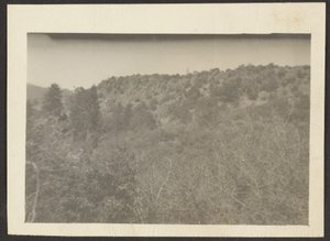 [Paysage avec arbustes] - Louis Fleckenstein