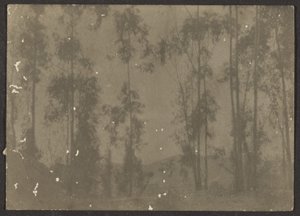 [Paysage avec grands arbres]