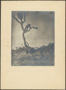 Souple et gracieux - Joshua le danseur - Louis Fleckenstein