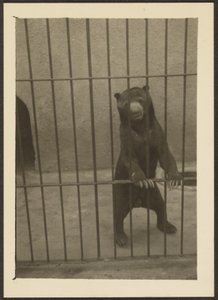 [Ours paresseux en cage] - Louis Fleckenstein