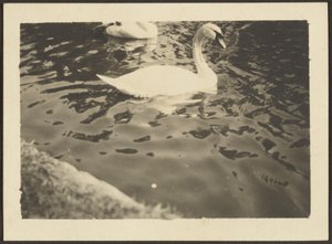[Swan]