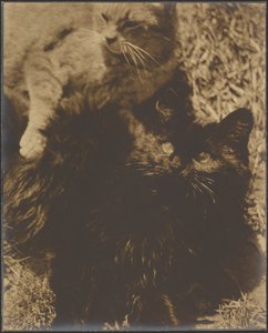 [Deux chats] - Louis Fleckenstein