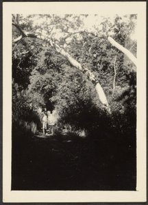 [Femme sur un sentier dans les bois] - Louis Fleckenstein