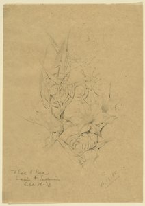 Étude de la forme des plantes - Louis H. Sullivan