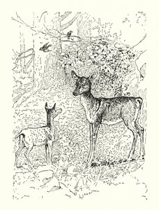 Le Faon et sa mère - Louis John Rhead