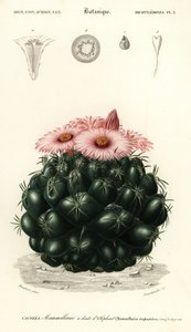 Cactus ruche, Coryphantha elephantidens, 1849 (gravure) - Louis Joseph Edouard Maubert