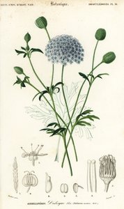 Fleur de dentelle bleue, Trachymene coerulea