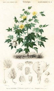 Plante de coton, Gossypium barbadense (gravure)