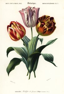 Tulipe de jardin, Tulipa gesneriana, 1849