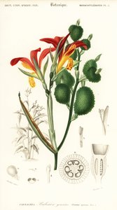 Canna indica (gravure) - Louis Joseph Edouard Maubert