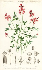 Indigotier, Indigofera procumbens (gravure) - Louis Joseph Edouard Maubert