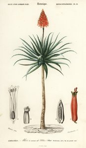 Aloès Krantz, Aloe arborescens (gravure) - Louis Joseph Edouard Maubert