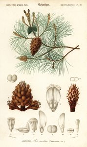 Pin maritime ou pin parasol, Pinus pinaster (gravure) - Louis Joseph Edouard Maubert