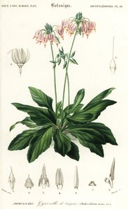 Étoile filante ou étoile filante orientale, Dodecatheon meadia (gravure) - Louis Joseph Edouard Maubert