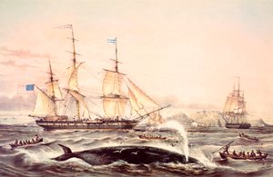 Chasse à la baleine au large du Cap de Bonne-Espérance