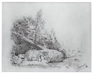 Arbre tombé, Keene Valley, 25 juillet 1883