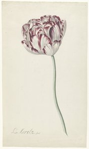 Tulipe