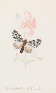 Grammophora Trisignata, 1862
