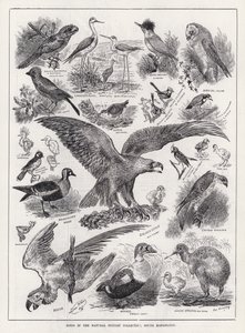 Oiseaux dans la collection d