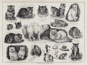 Exposition féline au Crystal Palace (gravure) - Louis Wain