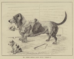 Le basset Pallas II de M. George Krehl - Louis Wain