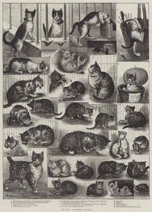 Nos chats, une histoire domestique - Louis Wain
