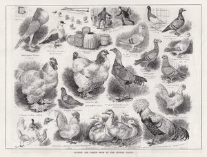 Exposition de volailles et de pigeons au Crystal Palace