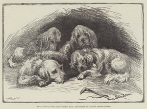 Chiens royaux au Hall agricole, les bassets du prince de Galles - Louis Wain