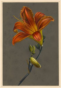 Hemorocallus (Lys du jour) - Louise DOrleans