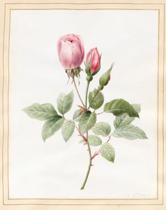 Rose rose et bourgeons, 1826 - Louise DOrleans