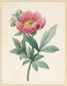 Poconia Mascula, Herbacée, 1826 - Louise DOrleans